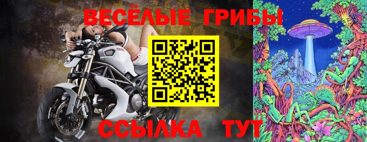 Псилоцибиновые грибы Cubensis Сунжа